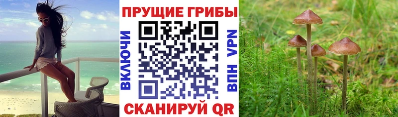 купить закладку  Нюрба  Галлюциногенные грибы прущие грибы 